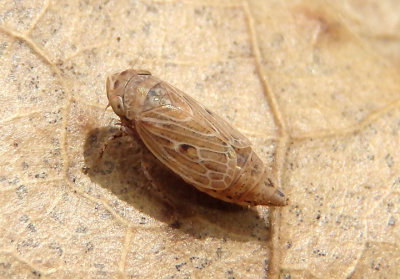 Extrusanus oryssus; Leafhopper species; female