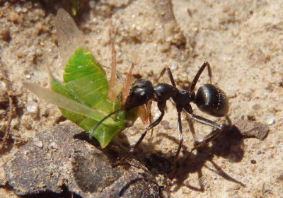 Formica subsericea; Wood Ant species