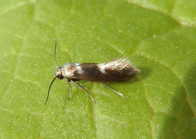 0230 - Heliozela aesella; Shield Bearer Moth species