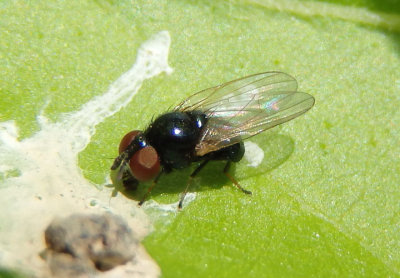 Lonchaea Lance Fly species