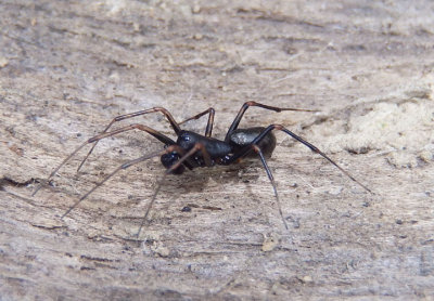 Neriene clathrata; Platform Spider species