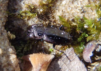 Notiophilus novemstriatus; Ground Beetle species