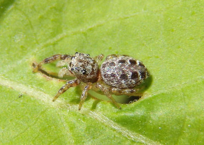 Pelegrina Jumping Spider species; female