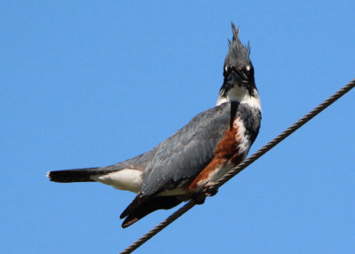 Belted Kingfisher; female