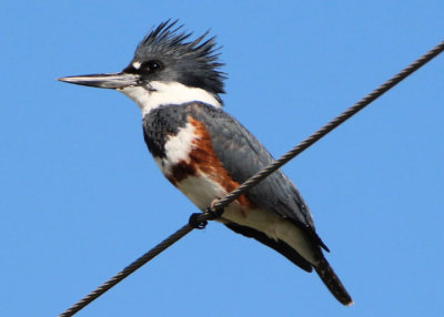 Belted Kingfisher; female