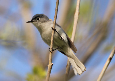 Blue-gray Gnatcatcher; breeding