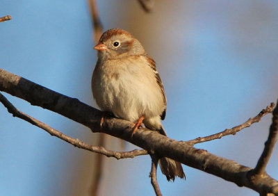 Field Sparrow