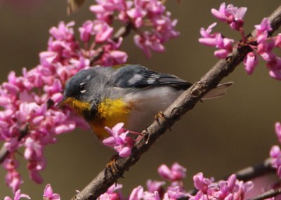 Northern Parula; male