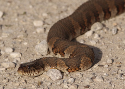 Northern Water Snake