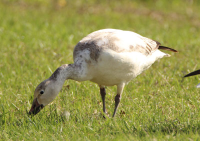 Snow Goose; immature light morph