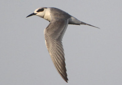 Forster's Tern; basic
