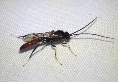 Campopleginae Ichneumon Wasp species; male