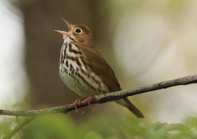 Ovenbird 