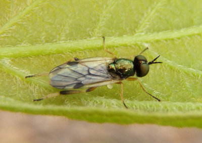 Actina viridis; Soldier Fly species