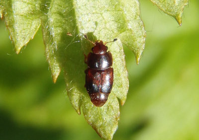 Carpophilus antiquus; Sap-feeding Beetle species
