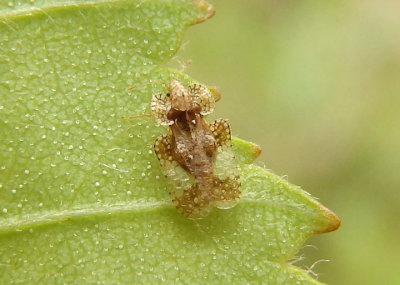 Corythucha Lace Bug species