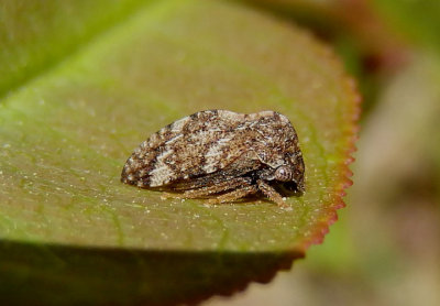 Publilia concava; Treehopper species