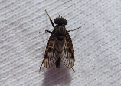Rhagio plumbeous; Snipe Fly species