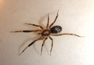Phrurotimpus Spider species