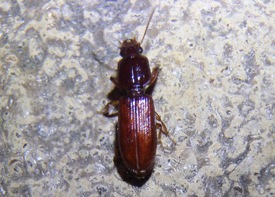 Clivina impressefrons; Slender Seedcorn Beetle