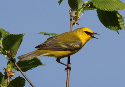 Blue-winged Warbler