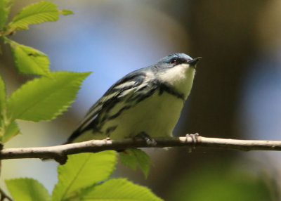 Cerulean Warbler; male