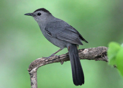 Gray Catbird