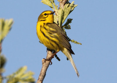 Prairie Warbler; male