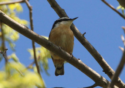 Red-breasted Nuthatch; male