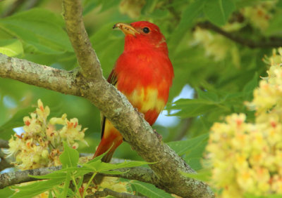 Summer Tanager; first year male