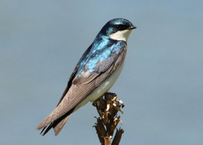Tree Swallow; spring male