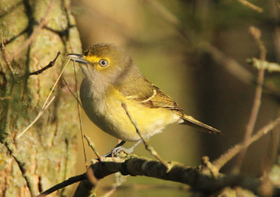 White-eyed Vireo