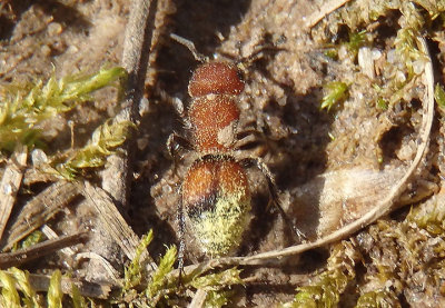 Pseudomethoca simillima; Velvet Ant species; female