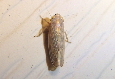 Kansendria kansiensis; Leafhopper species