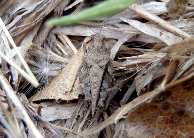 Tetrix ornata; Ornate Pygmy Grasshopper