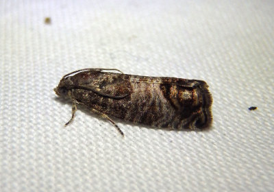 3492 - Cydia pomonella; Codling Moth; exotic