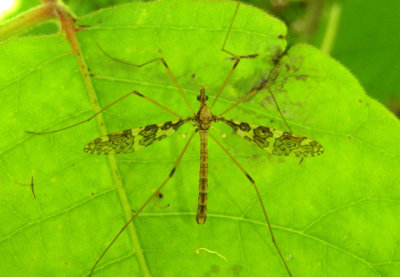 Epiphragma fasciapenne; Limoniid Crane Fly species; male