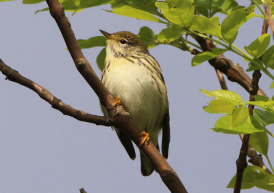 Blackpoll Warbler; female