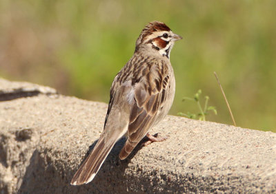 Lark Sparrow