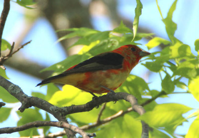 Scarlet Tanager; transitional male