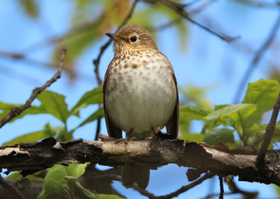 Swainson's Thrush