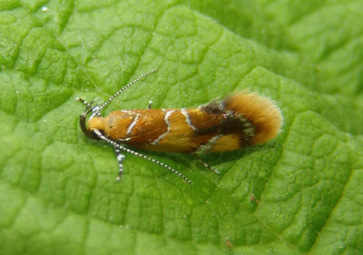 1046 - Epicallima argenticinctella; Orange-headed Epicallima Moth