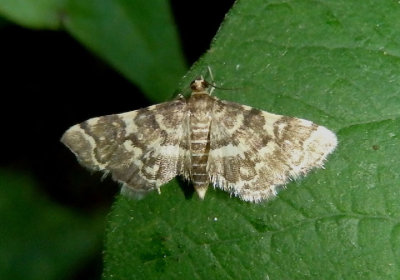 5176 - Anageshna primordialis; Yellow-spotted Webworm Moth