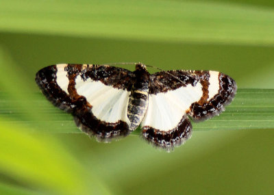 6261 - Heliomata cycladata; Common Spring Moth