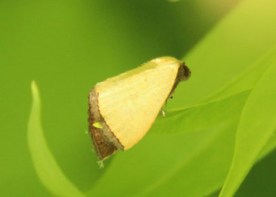 9044 - Marimatha nigrofimbria; Black-bordered Lemon Moth