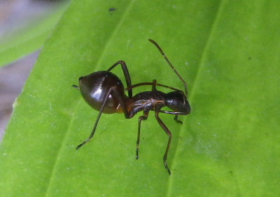Alydus Broad-headed Bug species nymph