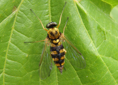 Chrysopilus ornatus; Ornate Snipe Fly; female