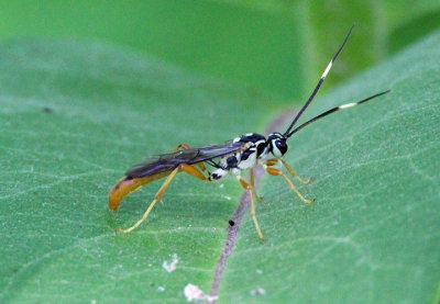 Cratichneumon w-album; Ichneumon Wasp species; male