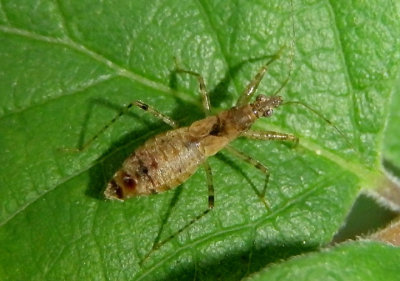 Hoplistoscelis Damsel Bug species nymph