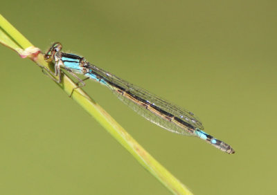 Enallagma aspersum; Azure Bluet; female